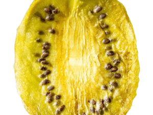 Kiwi Séché sans sucre BIO